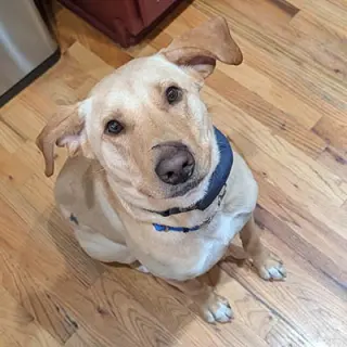 Jake