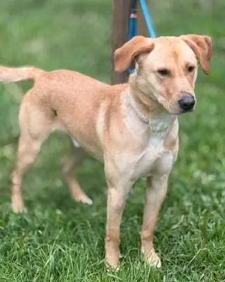 Jake