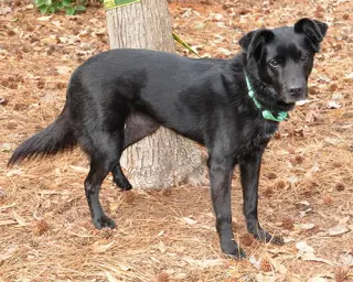 Nyla