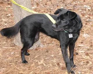 Nyla