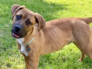 Brutus