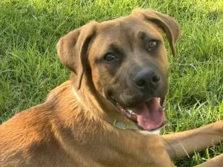 Brutus