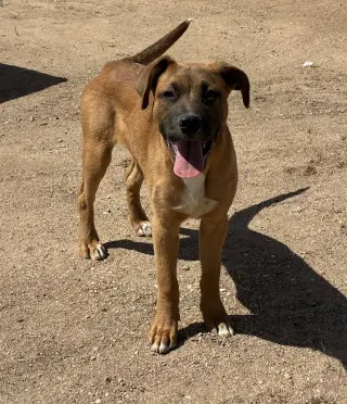 Brutus