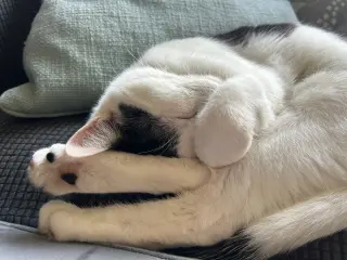 Cora