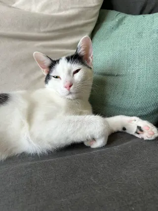 Cora