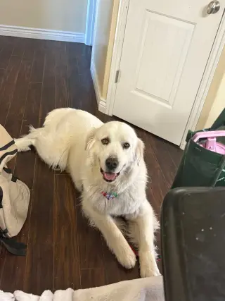 Miss Lucy