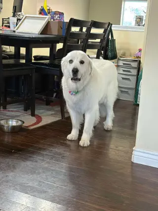 Miss Lucy