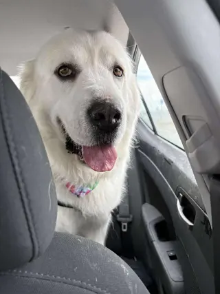 Miss Lucy