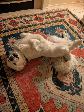 Miss Lucy