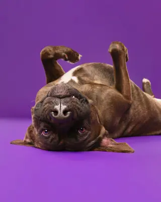 Gemma