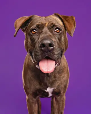 Gemma