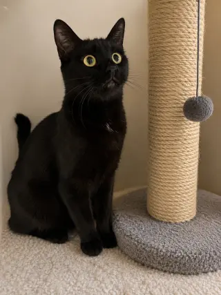 Westin Napa Petco