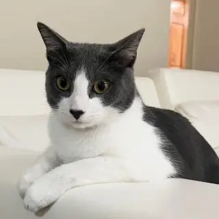 Zeus