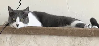 Zeus