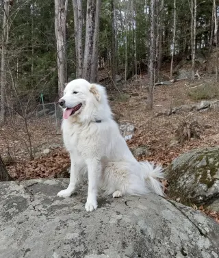 Coco