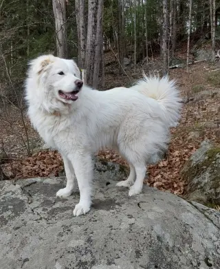 Coco