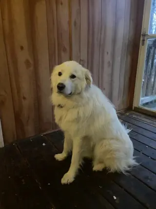 Coco