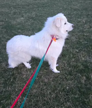 Coco