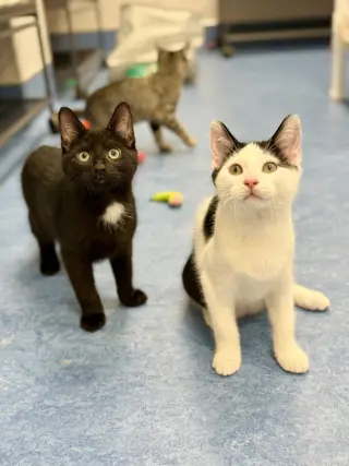 Onyx