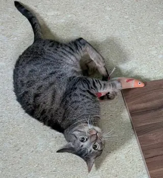 Ziggy