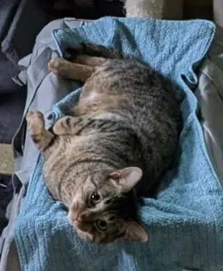 Ziggy