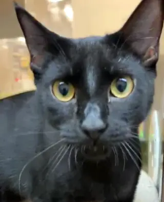 Ellie