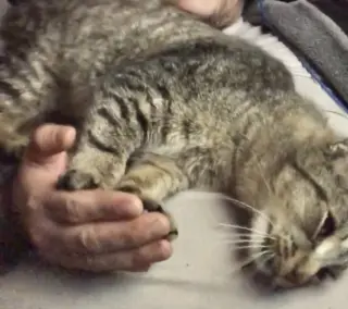 Floppa Napa Petco