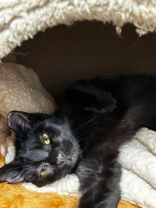 Binx & Nina (Courtesy Post)