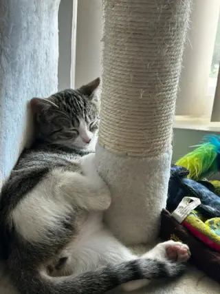 Binx & Nina (Courtesy Post)
