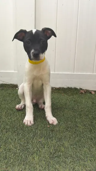 Capucine Pup - Lombardi