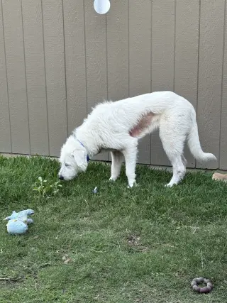 Max