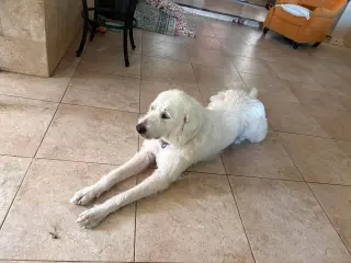 Max