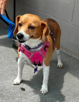 Callie *Adopt or Foster*
