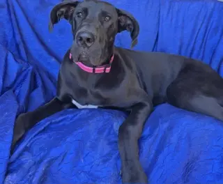 Mia