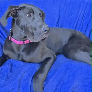 Mia