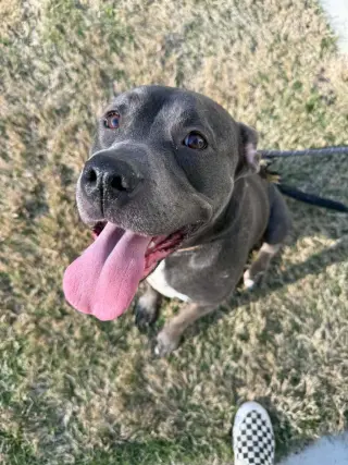 Dixie