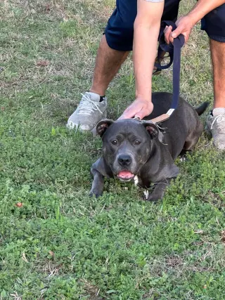 Dixie