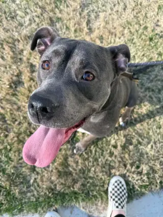 Dixie