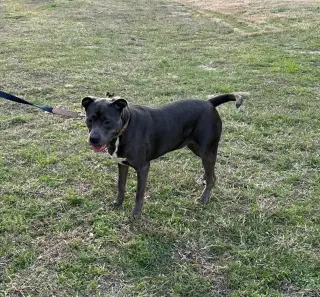 Dixie