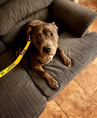 Dixie