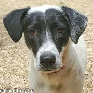 Sunnie in NY - Loves Lap Time & Belly Rubs!