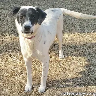 Sunnie in NY - Loves Lap Time & Belly Rubs!