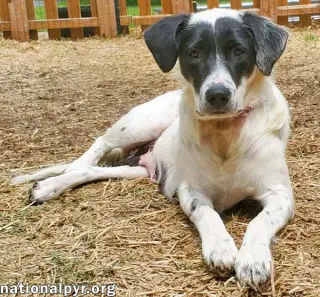 Sunnie in NY - Loves Lap Time & Belly Rubs!