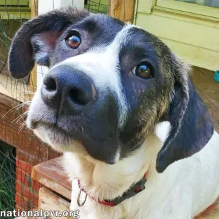 Honey in CT - Calm, Cool & Collected!