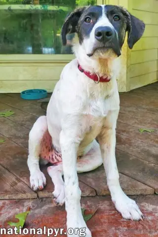 Honey in CT - Calm, Cool & Collected!