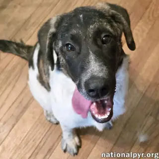 Cheddar in CT - Confident, Playful & Entertaining!