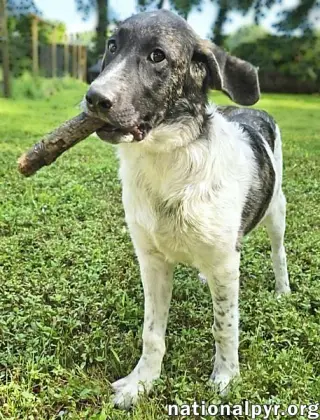 Cheddar in CT - Confident, Playful & Entertaining!