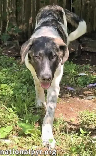 Cheddar in CT - Confident, Playful & Entertaining!