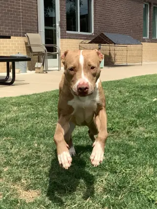 Pebbles