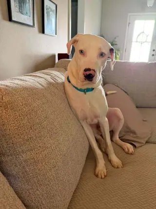Caesar